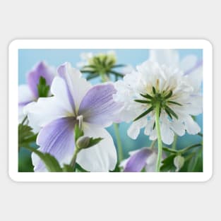 Scabiosa  Vanilla Scoop and  Anemone  Wild Swan Scabious  and  Windflower Sticker